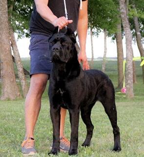 MAYA GRAN BEL CANE
