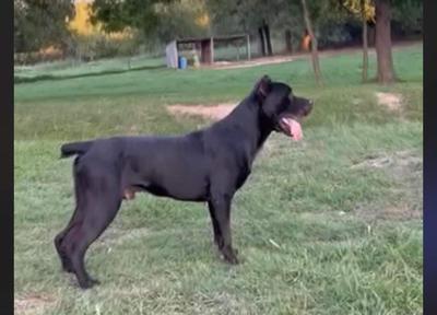 MOSCHETTI’S LYCAN