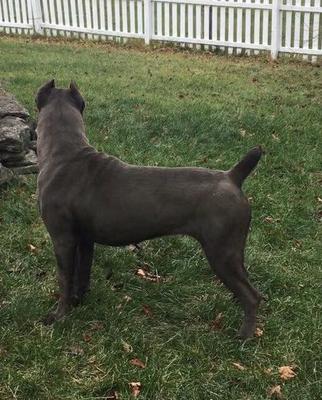 VELLI ALL GREY