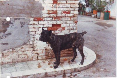 BRUNO DI SAN PAOLO CIVITATE