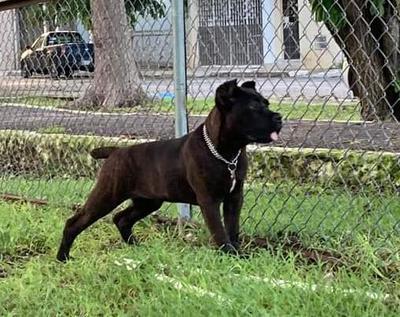DUKE (DE LA PAZ)