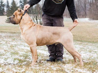 AMERICANA'S KING OF KING'S "MUFASA"