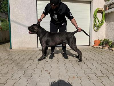 DREAMER DELL'INVICTUM PUGNAX