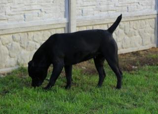 LA MIA FORTUNA GERA