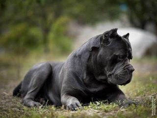 Z’LOUIS VITTON BE COME THR STAR DRAGON