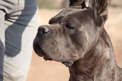 BOR OF ELGRANDEHAN CANE CORSO