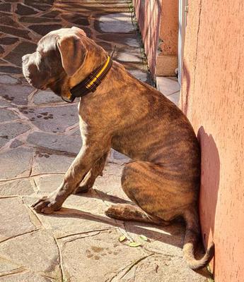 BOBO DEL RE OSCURO