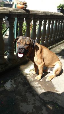 THOR CANE DEL CITTA