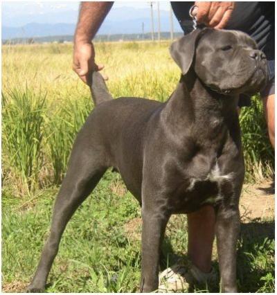 NEGRITA