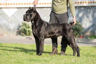 ANGUS