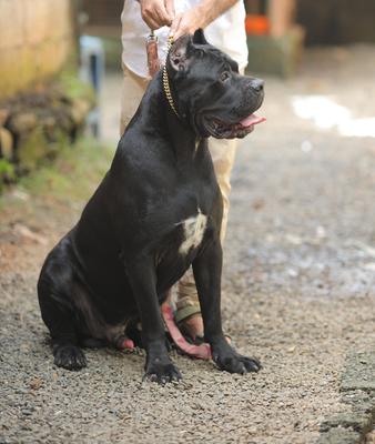 CANIS EX ANIMO BAAKO