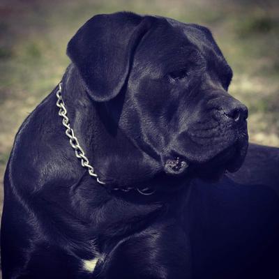 KIA "KONGO BULL" CORSO DORO