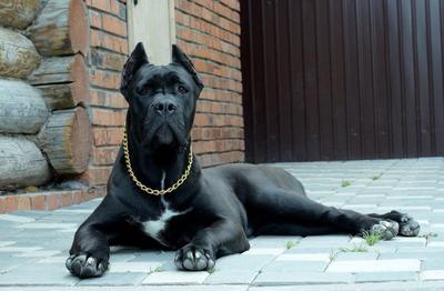 GARDION GRIN VELLE VERPEYA