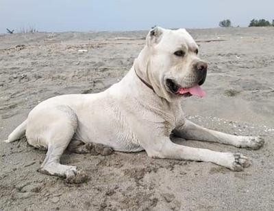 BLANCO