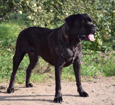 LAMGORGINI CORSO Z LASOW GODZIESKICH
