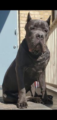 CB ZEUS ANAYA DI CANE AZUL