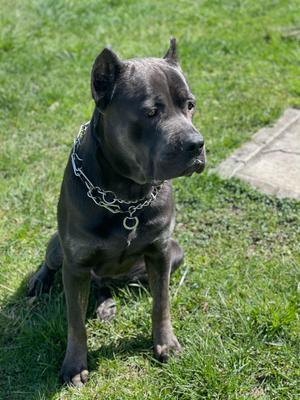 PARKSIDE'S BROWN CZAR