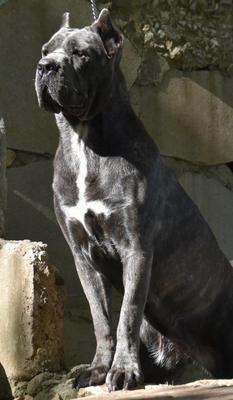 KIMBA DI TYPHON