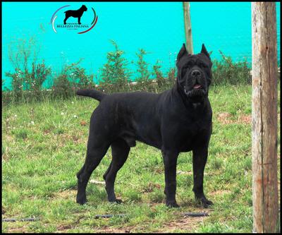 COOPER DE BELLEZZA ITALIANA