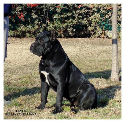 LAYLA DE BELLEZZA ITALIANA