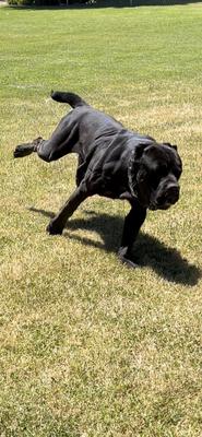 RUFF HOUSE'S DRAKO