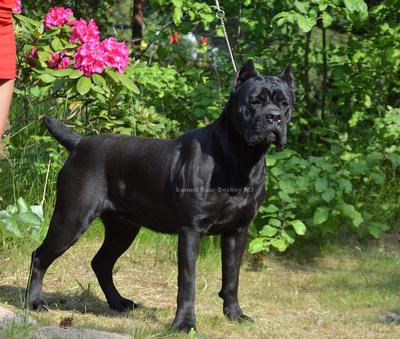 ROYAL AMBASSADOR GABRIELLA