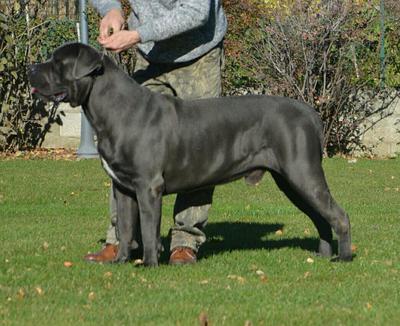 GRIGIO DELL'ANTICO CERBERUS