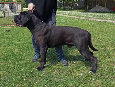 TANGO DELL'ANTICO CERBERUS