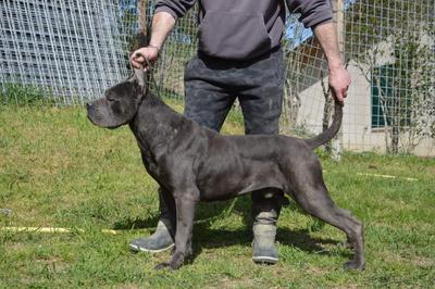SPARTACO DI PAIANELLO