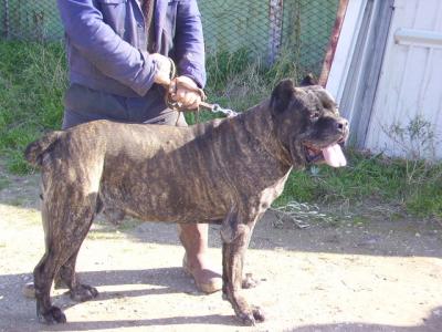 ORSO