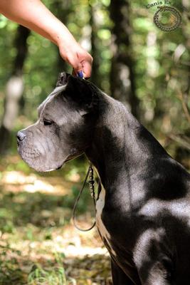 CANIS EX ANIMO CANOLA