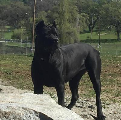 MAXIMO'S BLACK RAVEN