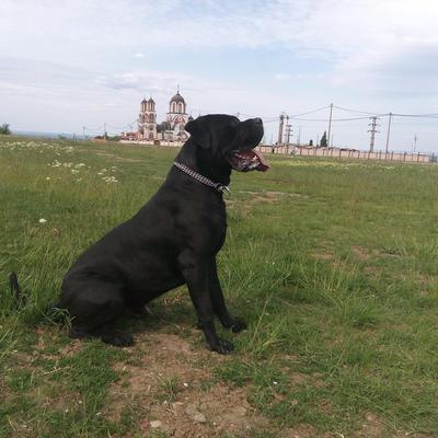 BAGZI