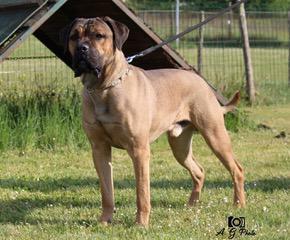 CECCO FORTIS CORDE