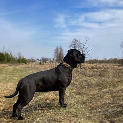 ISIDA FROM UNION OF POWERFUL DOGS
